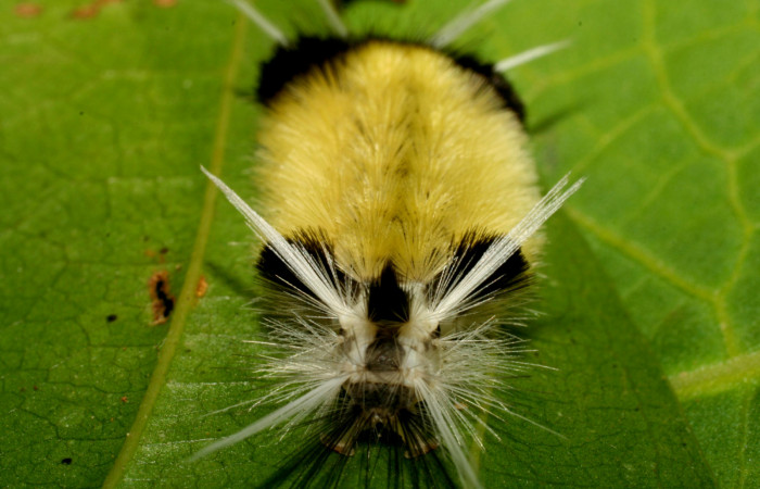 Figura 9. <i>Baritius maribellealvarezae</i> familia (Erebidae). Mostrando la parte trasera 08-SRNP-32155-DHJ445820.