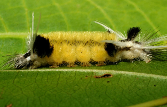 Figura 7. <i>Baritius maribellealvarezae</i> familia (Erebidae). En posición lateral. Voucher 08-SRNP-32155-DHJ445817.
