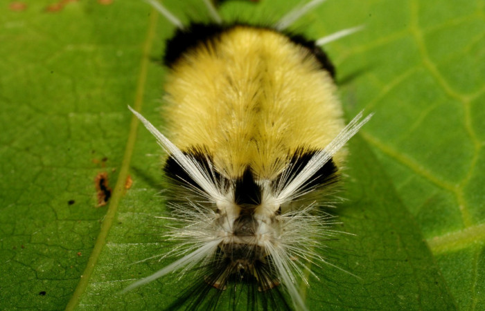Figura 9. <i>Baritius maribellealvarezae</i> familia (Erebidae). Mostrando la parte trasera 08-SRNP-32155-DHJ445820.
