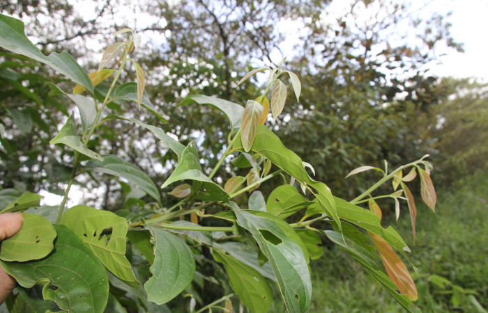 Figura 17. de <i>Nectandra hihua</i> familia (Lauraceae) donde se alimenta la larva <i>Baritius maribellealvarezae</i> foto Pablo Umaña Calderón.