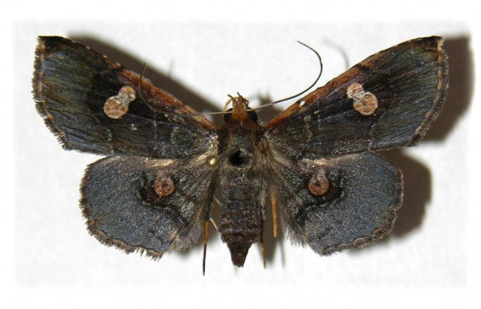 Figura 15. Adulto, <i>Oxidercia</i> Poole02 (Erebidae). (04-SRNP-41986-DHJ314596).