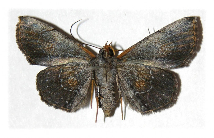 Figura 16. Adulto, Oxidercia Poole02 (Erebidae). (04-SRNP-41986-DHJ314597).