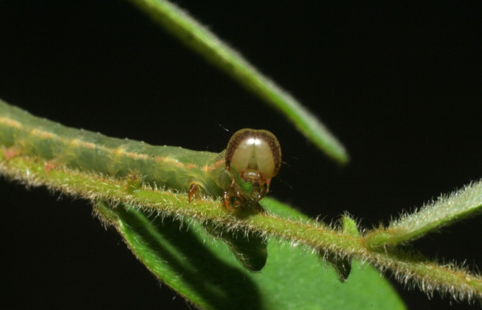 Figura 6. Detalle de cabeza, <i>Oxidercia</i> Poole02 (Erebidae). (08-SRNP-5972-DHJ444951).