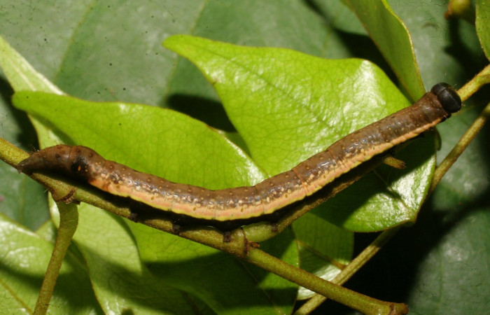 Figura 8. Detalle de lateral, <i>Oxidercia</i> Poole02 (Erebidae). (09-SRNP-21207-DHJ466054).