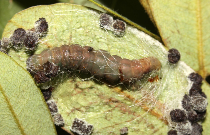 Figura 13. Detalle de prepupa y refugio, <i>Oxidercia thaumantis</i> (Erebidae). (13-SRNP-31370-DHJ701656).