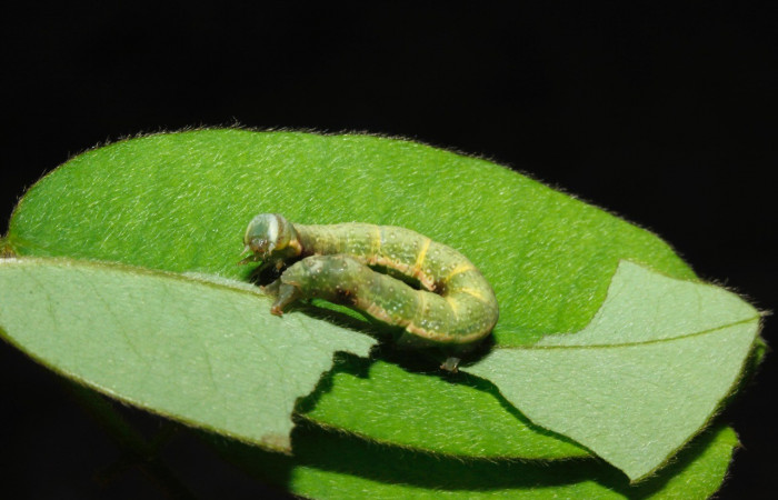 Figura 5. Detalle de alimentación <i>Oxidercia</i> Poole02 (Erebidae). (16-SRNP-27781-DHJ730880).