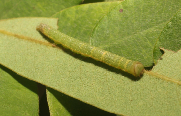 Figura 4. Detalle dorsal, <i>Oxidercia</i> Poole02 (Erebidae). (18-SRNP-80474-DHJ715056).