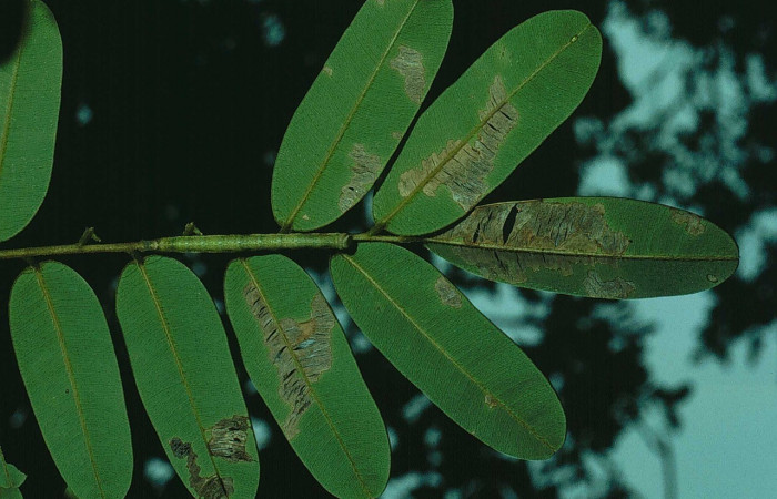 Figura 2. Detalle de alimentación, <i>Oxidercia</i> Poole02 (Erebidae). 84-SRNP-1663-DHJ8617).