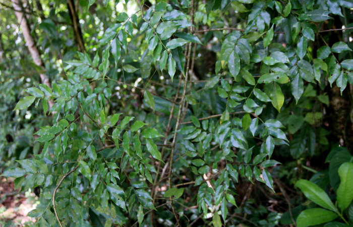 Fig 1. Unas de las planta hospedera donde se alimenta <i>Oxidercia</i> Poole02 (Erebidae) <i>Machaerium seemannii</i> (Fabaceae). Foto Minor Carmona Sendero Aura Estación Biológica Wege.