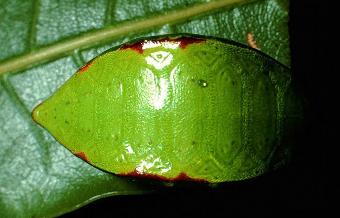 Figura 14. Dorsal entero <i>Prolimacodes badia</i>, (Limacodidae), en la planta <i>Quercus cortesii</i> (Fagaceae). Sector Cacao, Cerro Pedregal (elevación 1080 metros). Colectada 13 julio 1999. (99-SRNP-1123-DHJ50476.jpg).