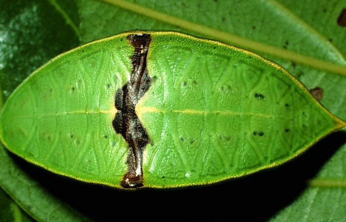 Figura 15. Dorsal entero <i>Prolimacodes montanus</i>, (Limacodidae), en la planta <i>Quercus cortesii</i> (Fagaceae). Sector San Cristobal, Quebrada Cementerio (elevación 700 metros). Colectada 11 junio 2001. (01-SRNP-2043-DHJ57996.jpg).