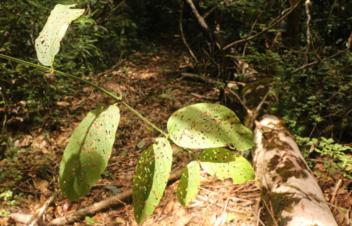 Figura 18. Planta hospedera, <i>Uncaria tomentosa</i> (Rubiacae), de <i>Prolimacodes badia</i>, (Limacodidae). Foto, Ana Córdoba. 21 setiembre 2022.