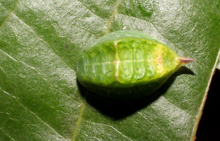 Figura 1. Dorsal entero <i>Prolimacodes badia</i>, (Limacodidae), en la planta <i>Uncaria tomentosa</i> (Rubiaceae). Sector Rincon Rain Forest, Estación Llanura (elevación 135 metros). Colectada 25 mayo 2009. (09-SRNP-44326-DHJ459711.jpg).