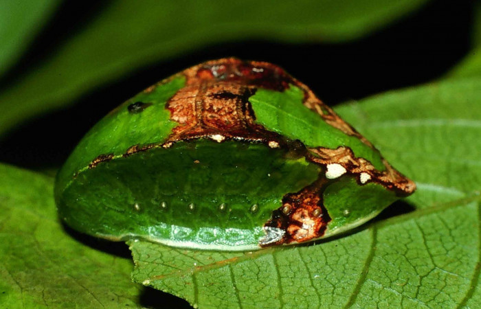 Figura 4. Lateral entero <i>Prolimacodes badia</i>, (Limacodidae), en la planta <i>Inga vera</i> (Fabaceae). Sector Santa Rosa, Quebrada Puercos (elevación 155 metros). Colectada 17 julio 1999. (99-SRNP-10553-DHJ51615.jpg).