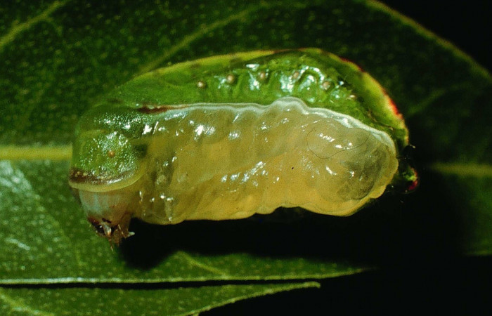 Figura 8. Ventral entero <i>Prolimacodes badia</i>, (Limacodidae), en la planta <i>Inga vera</i> (Fabaceae). Sector Cacao, Estacion Conguera (elevación 570 metros). Colectada 12 julio 1995. (95-SRNP-6730-DHJ24061.jpg).