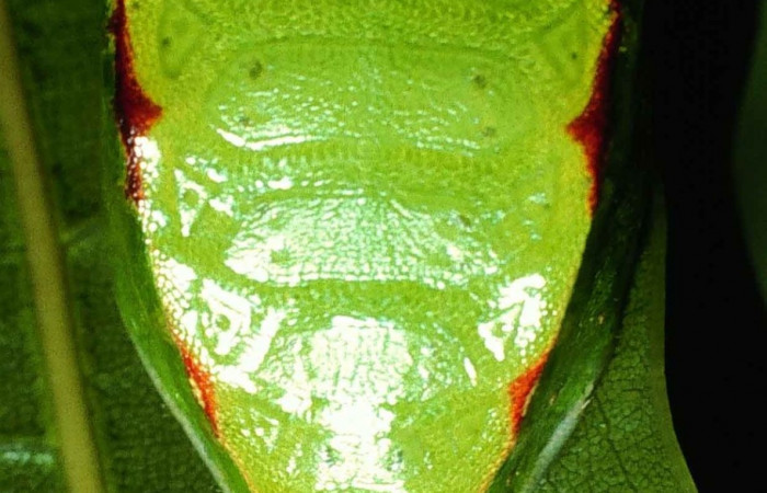 Figura 9. Parte posterior <i>Prolimacodes badia</i>, (Limacodidae), en la planta <i>Quercus cortesii</i> (Fagaceae). Sector Cacao, Cerro Pedregal (elevación 1080 metros). Colectada 13 julio 1995. (99-SRNP-1123-DHJ50476.jpg).