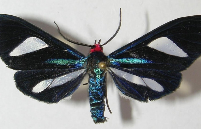 Figura 11. Adulto en posición central de Euagra delectans (Erebidae), U estadio. Sector Rincon Rain Forest, Sendero Anonas. Voucher 05-SRNP-32483-DHJ318415.
 Adulto en posición dorsal de <i>Euagra haemanthus</i> (Erebidae). Sector Pitilla, Estación Pitilla. Voucher 11-SRNP-30248-DHJ543994.