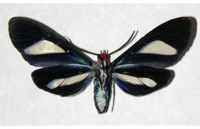 Adulto en posición central de <i>Euagra delectans</i> (Erebidae), U estadio. Sector Rincon Rain Forest, Sendero Anonas. Voucher 05-SRNP-32483-DHJ318415.