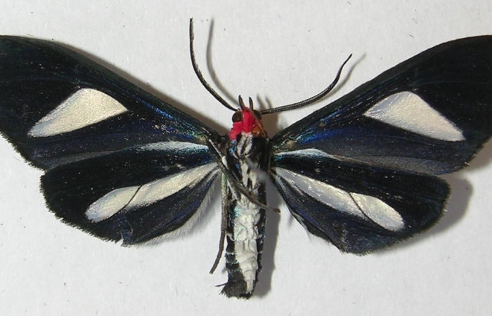 Adulto en posición ventral de <i>Euagra haemanthus</i> (Erebidae). Sector Pitilla, Estación	Pitilla. Voucher 11-SRNP-30248-DHJ543995.