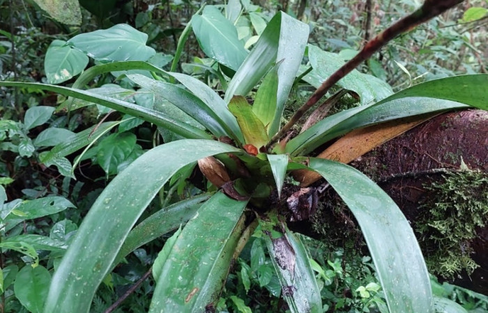 <i>Werauhia gladioliflora</i> (Bromeliaceae), planta hospedera de <i>Euagra delectans</i> (Erebidae). Sector San Cristóbal, Rió Blanco Abajo. Foto, Elda Araya, 21 Setiembre 2022.