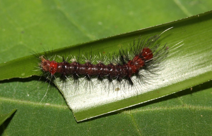 Larva en posición dorsal de <i>Euagra haemanthus</i> (Erebidae), PU estadio. Sector Pitilla, Sendero Mismo. Voucher 12-SRNP-31667-DHJ700189.jpg.