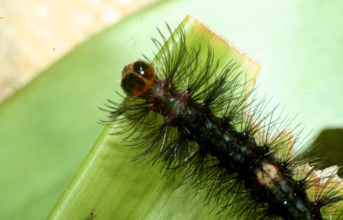 Larva en posición lateral de <i>Euagra delectans</i> (Erebidae), U estadio. Sector Rincon Rain Forest, Sendero Anonas. Voucher 09-SRNP-41238-DHJ459506.jpg.