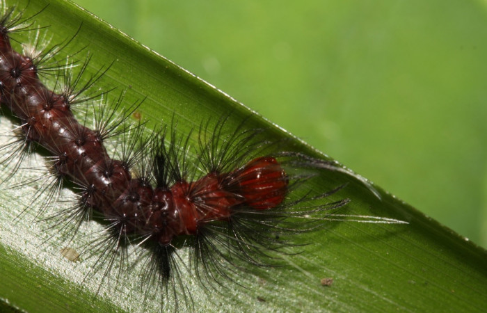 Larva en posición dorsal de <i>Euagra haemanthus</i> (Erebidae), PU estadio. Sector Pitilla, Sendero Mismo. Voucher 12-SRNP-31667-DHJ700190.jpg.