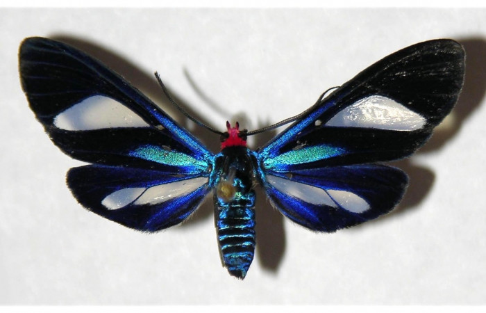 Adulto en posición dorsal de <i>Euagra delectans</i> (Erebidae), U estadio. Sector Rincon Rain Forest, Sendero Anonas. Voucher 05-SRNP-32483-DHJ318414.