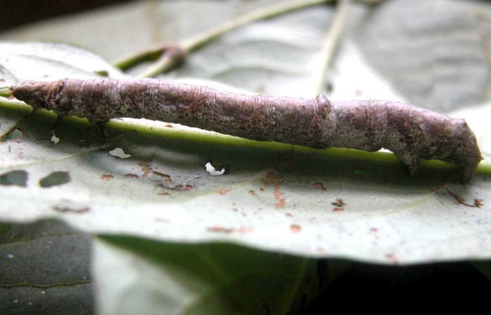 Figura 10. Larva <i>Oxydia apidania clarata</i>, Geometridae, vista lateral. (03-SRNP-8862-DHJ402226).