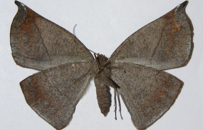 Figura 4. Adulto de <i>Oxydia apidania clarata</i> (hembra), vista ventral. (04-SRNP-2658-DHJ326155).