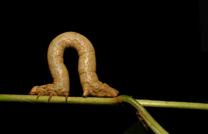 Figura 8. Larva <i>Oxydia apidania clarata</i>, Geometridae, vista lateral. (05-SRNP-23061-DHJ403702).
