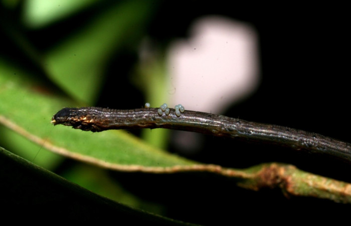 Figura 16.  Larvitas parásitas de Eulophidae, <i>Euplectrus carlosarmientoi</i> , <i>Oxydia apidania clarata</i> (07-SRNP-47481-DHJ435026)