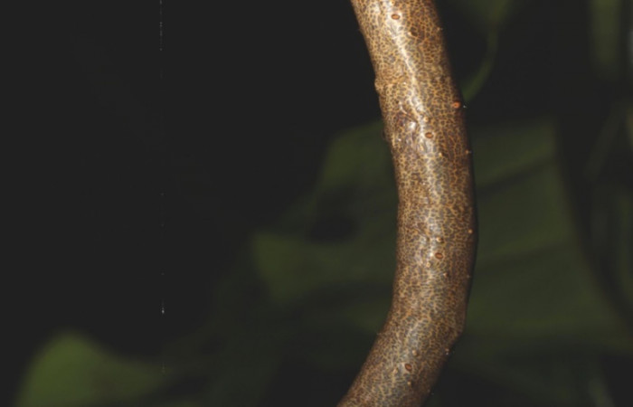 Figura 9. Larva <i>Oxydia apidania clarata</i>
, Geometridae, vista lateral. (17-SRNP-31183-DHJ736796).