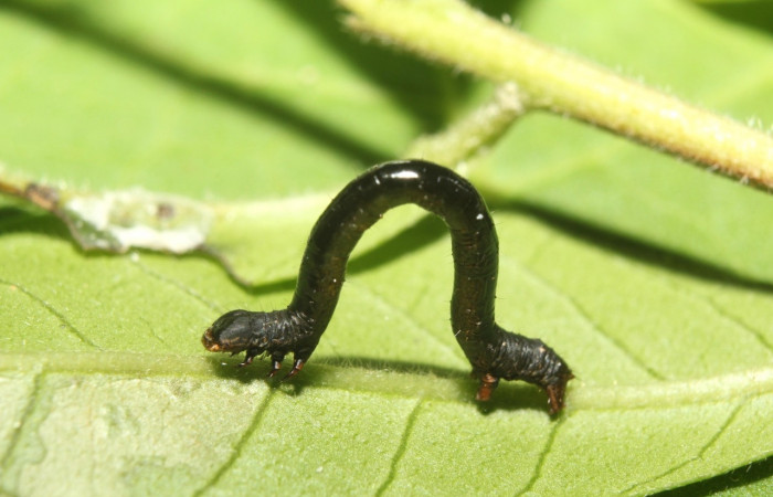 Figura 6. Larva <i>Oxydia apidania clarata</i>
, Geometridae, vista lateral. (17-SRNP-71497-DHJ738120).