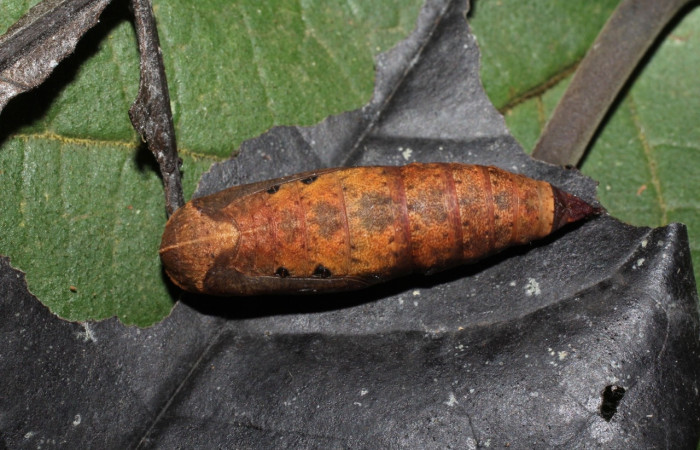 Figura 13. Pupa de <i>Oxydia apidania clarata</i>, Geometridae, vista dorsal,  (18-SRNP-20593-DHJ711596).