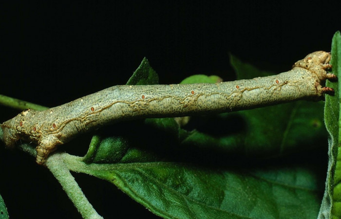 Figura 11. Larva <i>Oxydia apidania</i> clarataDHJ01, Geometridae, vista lateral. (82-SRNP-270-DHJ3981).