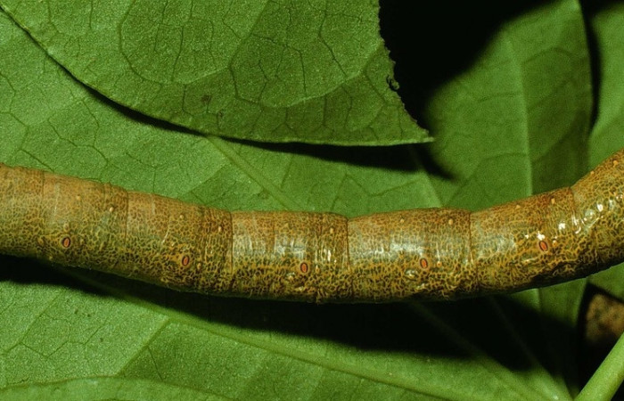 Figura 12. Larva <i>Oxydia apidania</i> clarataDHJ01, Geometridae, vista lateral. (95-SRNP-7537-DHJ24714).