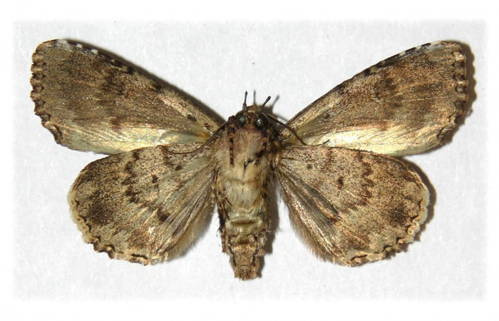 Fig. 10. Vista ventral, adulto de <i>Cropia connecta</i> (Noctuidae). Area de Conservación Guanacaste, Sector Del Oro, Sendero Puertas. (05-SRNP-22022-DHJ314835).