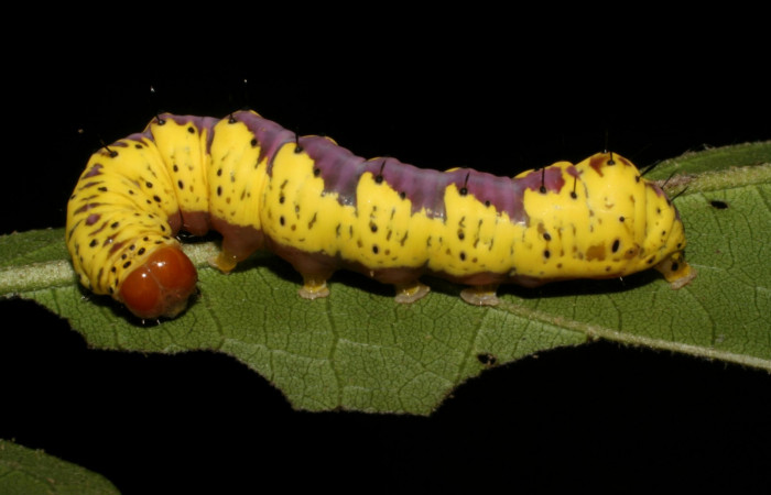 Fig. 2. <i>Cropia</i> Poole02 (Noctuidae), larva último estadio. Area de Conservación Guanacaste, Sector San Cristóbal, Sendero Argentina, elevación 520 m.s.n.m. (05-SRNP-3120-DHJ402529.jpg).