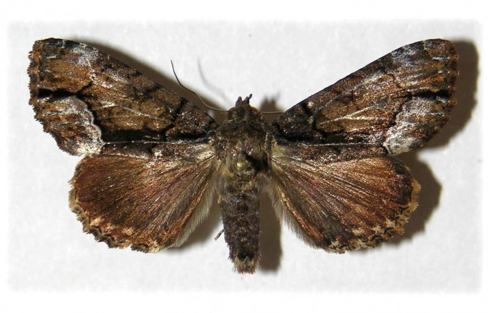 Fig 1. Adulto de <i>Cropia connecta</i> (Noctuidae). Area de Conservación Guanacaste, Sector Cacao, Quebrada Otilio, elevación 550 m.s.n.m. (05-SRNP-45993-DHJ314828).