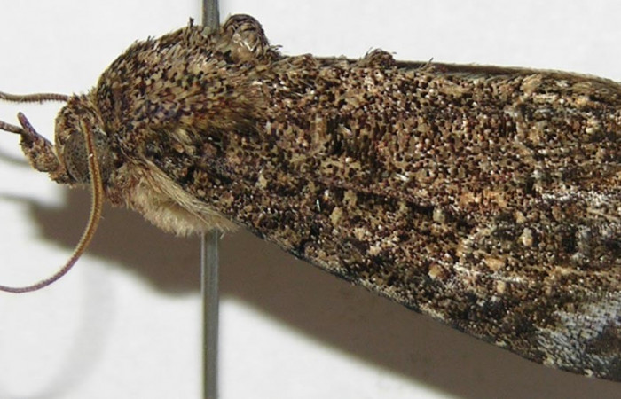 Fig. 11. Vista lateral, adulto <i>Cropia connecta</i> (Noctuidae). Area de Conservación Guanacaste, Sector Horizontes, Bejuco. (07-SRNP-13567-DHJ397635).