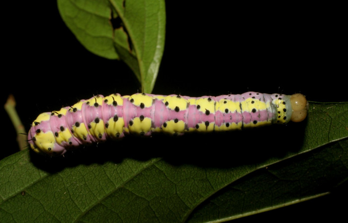 Fig. 5. <i>Cropia philosopha</i> (Noctuidae), larva último estadio. Area de Conservación Guanacaste, Sector Cacao, Sendero Arenales, 1080 m.s.n.m. (07-SRNP-36087-DHJ422044.jpg).