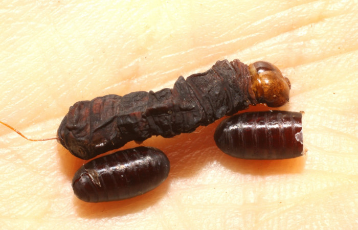 Fig. 14. Cadáver de larva de <i>Cropia connecta</i> (Noctuidae) junto a muda de puparias de <i>Lespesia</i> posticaDHJ06 (Tachinidae). Area de Conservación Guanacaste, Sector Santa Rosa, Cafetal. (10-SRNP-12970-DHJ475163.jpg).