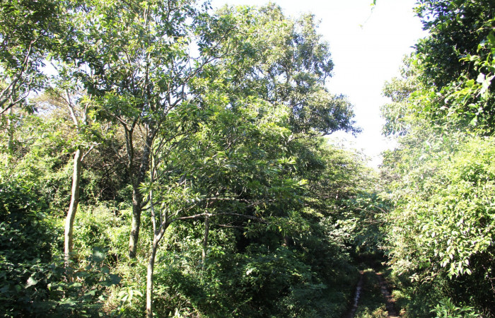 Fig. 18. Habitat de <i>Cordia alliodora</i> (Cordiaceae), planta hospedera de <i>Cropia connecta</i> (Noctuidae). Foto Parataxónoma Dunia García Nov/26/2018, Area de Conservación Guanacaste, Sector Cacao, Rancho Harold.