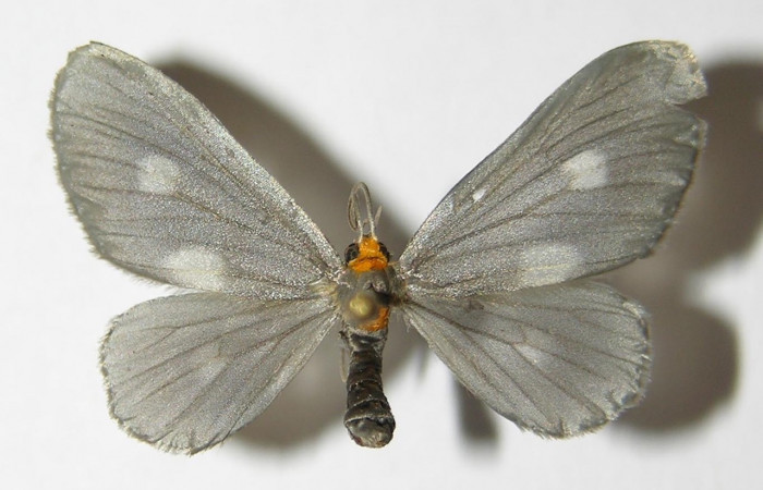 Figura 1. Adulto hembra <i>Nephodia</i> Janzen18 (Geometridae) vista dorsal. Voucher 04-SRNP-30888-DHJ325214.jpg.

