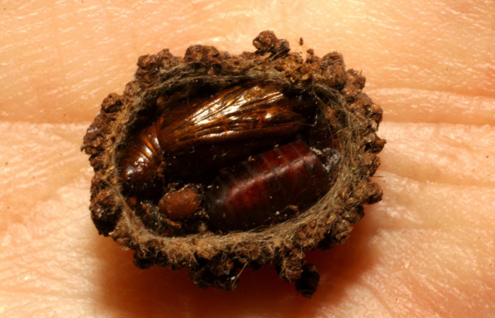 Figura 6. Restos de pupa de <i>Nephodia</i> Janzen18 (Geometridae) y pupario de mosca al lado de la familia (Tachinidae), <i>Winthemia</i> tricolorDHJ04, parásita en [i[Nephodia</i> Janzen18 . Voucher 05-SRNP-21535-DHJ415431.jpg.
