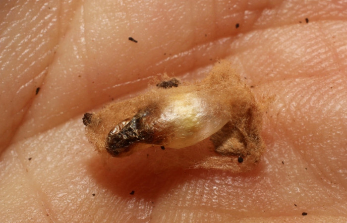 Figura 7. Capullo de avispa de la familia (Braconidae) <i>Zelomorpha kellyanneae</i>, parásita en <i>Nephodia</i> Janzen18 (Geometridae). Voucher  11-SRNP-647-DHJ800364.jpg.