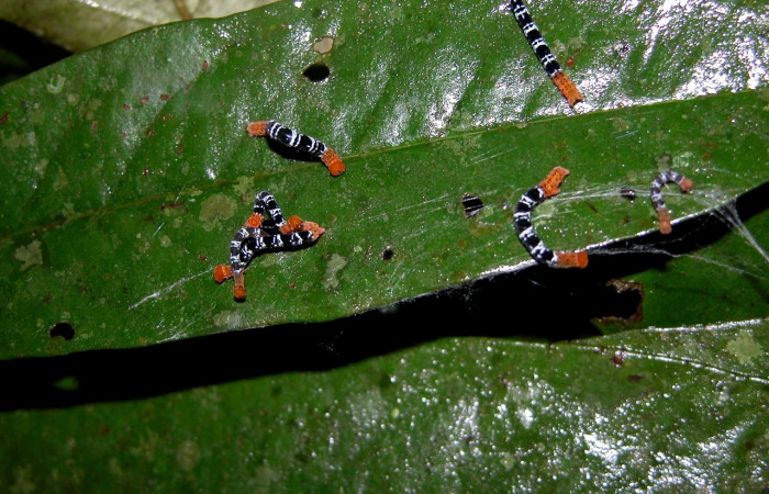 Figura 5. <i>Nephodia</i> Janzen18 (Geometridae) vista trasera, penúltimo estadio. Sector San Cristóbal, Sendero Perdido. Voucher 03-SRNP-6205-DHJ400793.jpg.