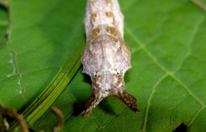 Figura 6. Pupa de <i>Dryadula phaetusa</i> (Nymphalidae), vista dorsal, localidad Pasmompa, Sector Pitilla ACG (440m). Voucher: 05-SRNP-31045-DHJ403941.jpg.