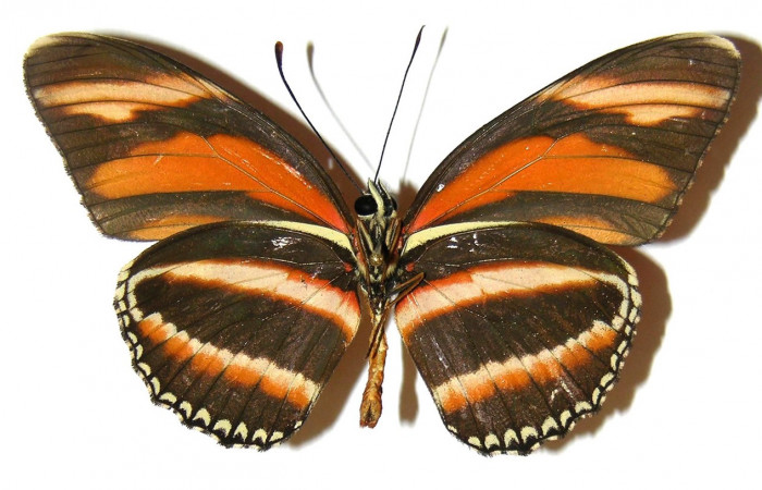 Figura 8. Adulto de <i>Dryadula phaetusa</i> (Nymphalidae), vista ventral, localidad Pasmompa, Sector Pitilla ACG (440m). Voucher: 05-SRNP-31174-DHJ309113.jpg.